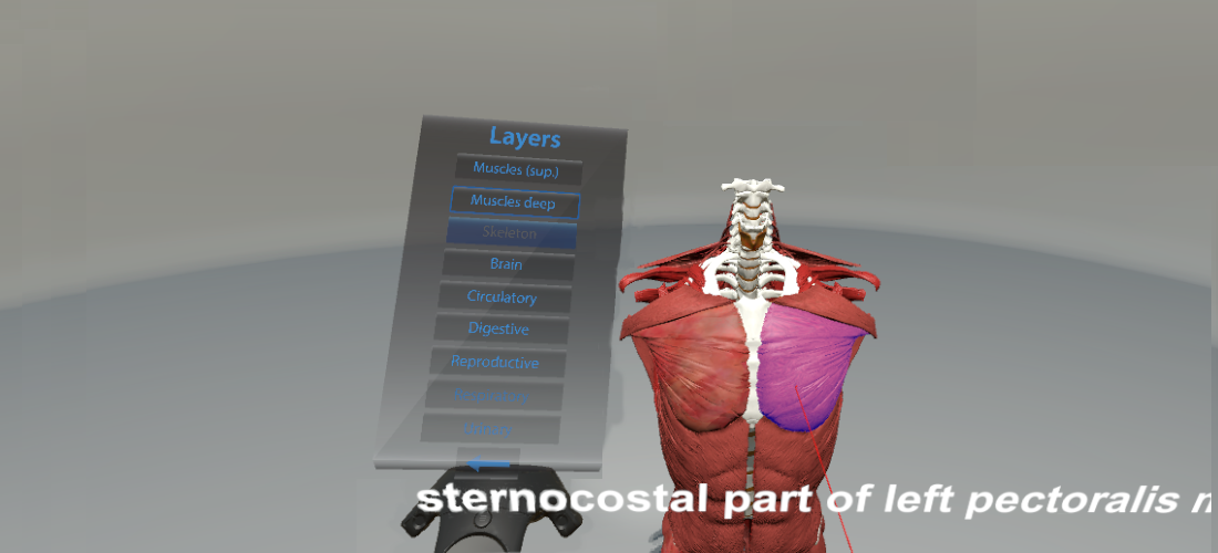 A 3D Model of a Human Body